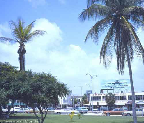 Palma de coco, Cocos nucifera, afectado por el amarillamiento letal (isquierda), Hollywood, Florida, 1977