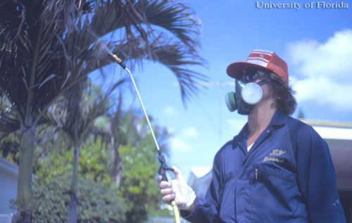 Aplicación foliar de un insecticida a una palma en un experimento para evaluar los efectos de control químico de Myndus crudus sobre la difusión del amarillamiento letal