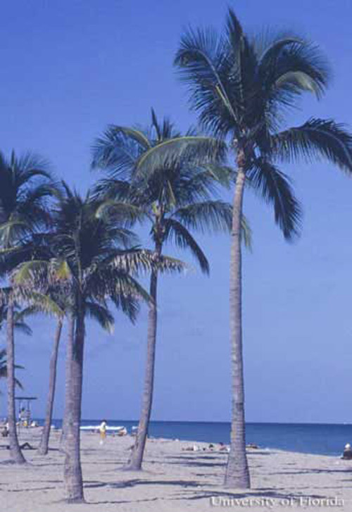 Palmas de coco, Cocos nucifera L., en la playa de Fort Lauderdale