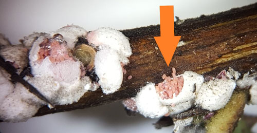 Figure 4. Crapemyrtle bark scale, Acanthococcus lagerstroemiae (Kuwana), adult females and opened egg sacs. Photograph by Helene Doughty, Virginia Polytechnic Institute and State University, Bugwood.org, #5552233.