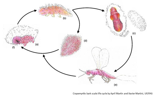 Figure 7. Life cycle of the crapemyrtle bark scale. Nymphs that hatch from the eggs (a) are highly mobile and are called “crawlers” (b). Some nymphs form a white sac and develop into prepupa (c) and then to pupa further inside, before becoming an alate male (e). The females (d-f) do not enter the pre-pupal stage, and start producing eggs following mating with the male. Life cycle by April Martin and Xavier Martini, University of Florida.