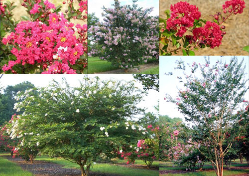 Figure 8. Crapemyrtles of Florida (Lagerstroemia indica and hybrids). Photographs by Gary Knox and Ed Gilman, University of Florida. 