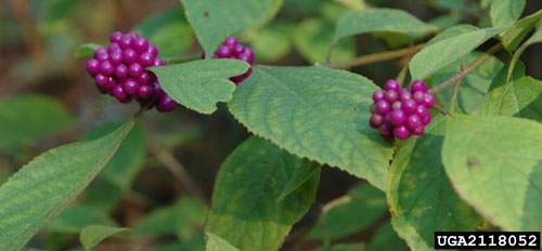 Figure 9. American beautyberry (Callicarpa americana). Photograph by Chris Evans, University of Illinois, Bugwood.org.