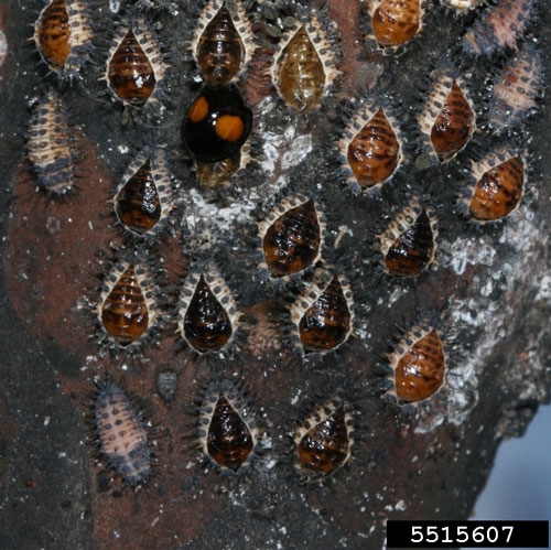 Figure 13. One adult, several pre-pupae, and many pupae of twice-stabbed lady beetle after feeding on an infestation of Acanthococcus lagerstroemiae (Kuwana). Photograph by Michael Merchant, Texas A&M AgriLife Extension Service, Bugwood.org.