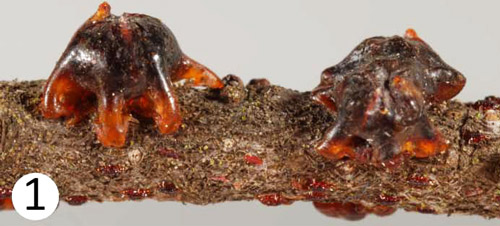 Adult female tests of Tachardiella mexicana on wax myrtle. 