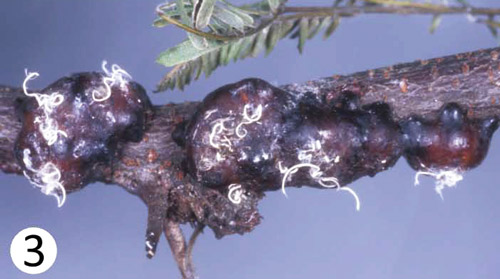 Adult female tests of Tachardiella mexicana. 