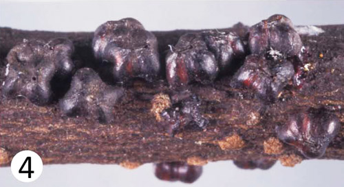 Adult female tests of Paratachardina pseudolobata. 