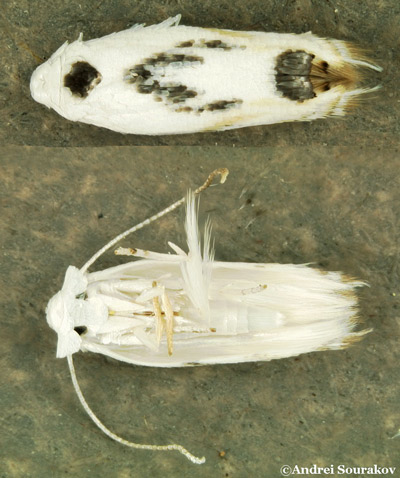 Upper and underside of erythrina leafminer (Leucoptera erythrinella) female.
