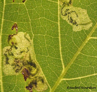 Mines of the erythrina leafminer (Leucoptera erythrinella) in the leaf of the coral bean plant (Erythrina herbacea).