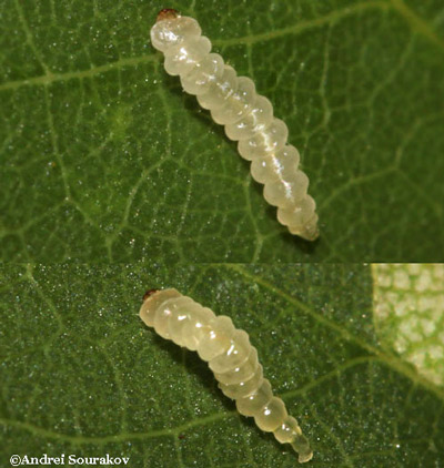 Motion of the mature larva of erythrina leafminer (Leucoptera erythrinella) emerged from the leaf of the coral bean plant (Erythrina herbacea) prior to pupation.