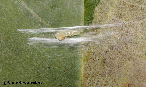 Larva of erythrina leafminer (Leucoptera erythrinella) spinning a cocoon.