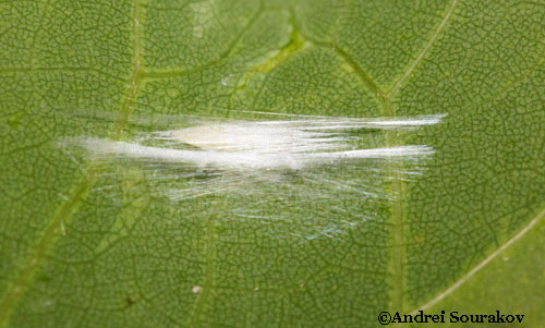 Cocoon of erythrina leafminer (Leucoptera erythrinella).