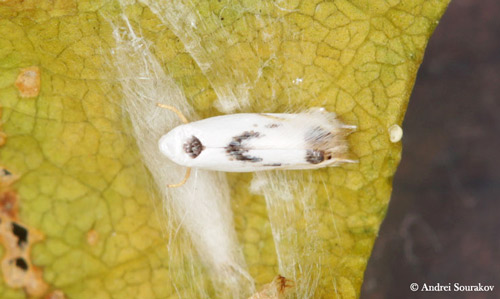 Freshly emerged female of erythrina leafminer (Leucoptera erythrinella). 