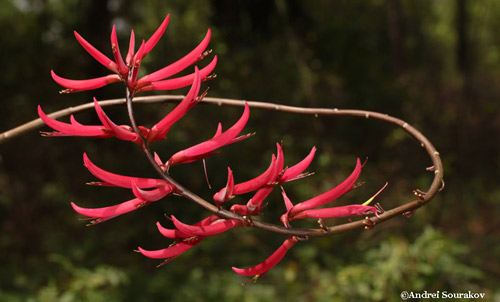 An inflorescence of the coral bean plant (Erythrina herbacea). 