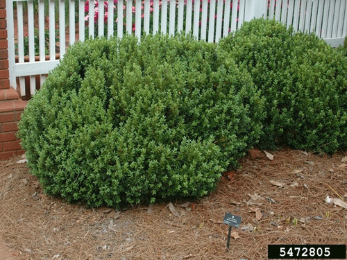 Hedged Buxus sp. shrubs in a residential landscape