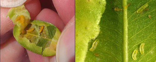 (Left) Monarthropalpus flavus (Schrank) maggots exposed from within a Buxus sp. leaf. 