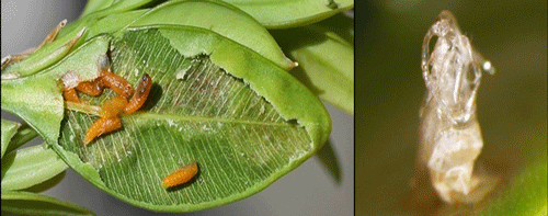 (Left) Boxwood leafminer, Monarthropalpus flavus (Schrank), pupae exposed after removing external leaf layer.