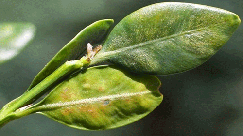 Boxwood leafminer, Monarthropalpus flavus (Schrank), mines and blisters along the upper and lower surfaces of leaves, respectively. 