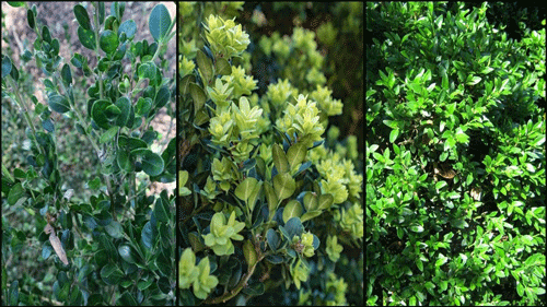 Boxwood cultivars resistant to boxwood leafminer