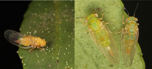 Figure 2. Adult Gyropsylla ilecis (Ashmead) showing color variation. Photographs by Lyle Buss, University of Florida.