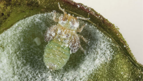 Gyropsylla ilecis (Ashmead) late-instar nymph with powdery residue inside a gall on Ilex vomitoria. Photograph by Lyle Buss, University of Florida.