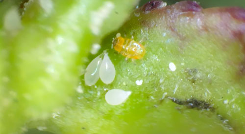 Gyropsylla ilecis (Ashmead) nymph and eggs on leaf bud. Photograph by Matthew Borden, University of Florida. 