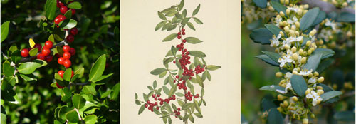 Yaupon holly, Ilex vomitoria Ait. Photographs: Jeff McMillian, hosted by the USDA-NRCS PLANTS Database. Illustration: Mary Vaux Walcott, North American Wild Flowers, vol. 3 (1925). 
