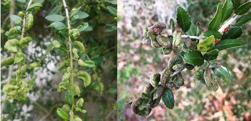 Older galls on a wild-type Ilex vomitoria, showing purplish coloration (left), and younger, green galls on a weeping Ilex vomitoria (right). Photographs by Matthew Borden and Nicole Benda, University of Florida. 