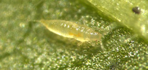 Larva of poinsettia thrips, Echinothrips americanus Morgan (dorsal view). Photograph by Babu Panthi, University of Florida.