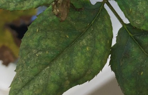 Feeding damage of poinsettia thrips, Echinothrips americanus Morgan, on greenhouse grown Knock Out® rose, Rosa radrazz (Rosaceae). Photograph by Babu Panthi, University of Florida.