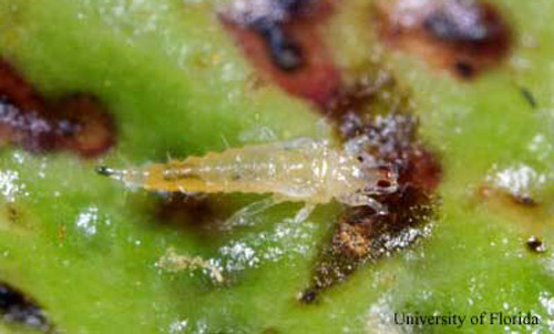 Pupa of the Cuban laurel thrips, Gynaikothrips ficorum (Marchal). The pupae are easily distinguished from prepupae by their longer wing buds and the antennae folded back over the head. 