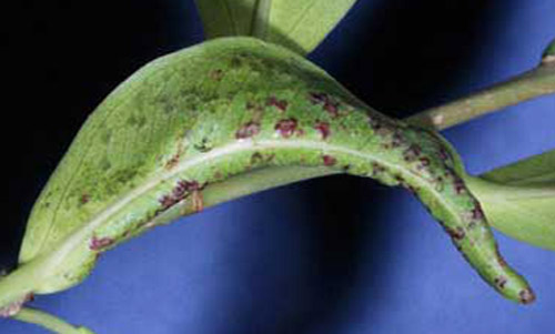 Damage on Ficus sp. due to feeding by Cuban laurel thrips, Gynaikothrips ficorum (Marchal). 