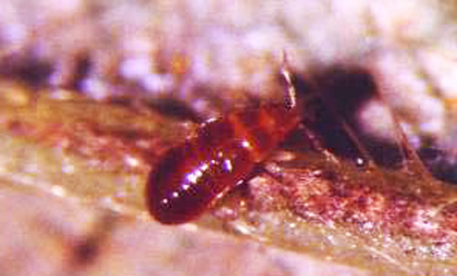 Larva of the minute pirate bug, Orius insidiosus (Say). 