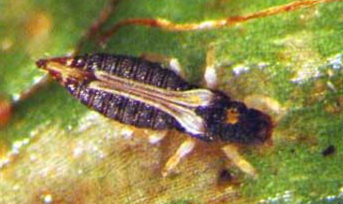 Adult greenhouse thrips, Heliothrips haemorrhoidalis (Bouché). 