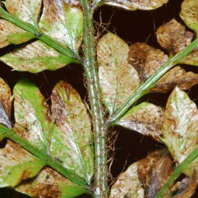 Damage produced by greenhouse thrips, Heliothrips haemorrhoidalis (Bouché), feeding on wood fern. 