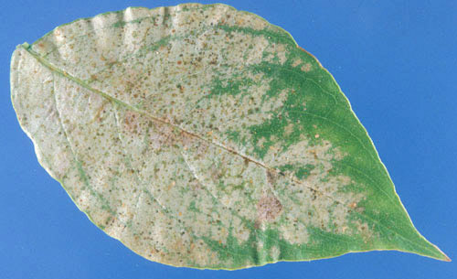 Typical thrips damage. 