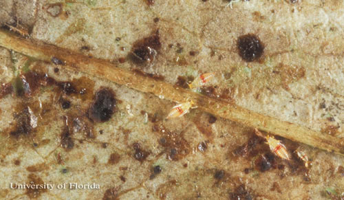 Typical thrips damage, with immature redbanded thrips, Selenothrips rubrocinctus (Giard). 
