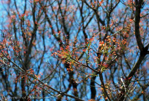 El follaje joven en la primavera de la caoba Antillana