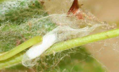 El capullo de un parasitoide himenoptero del gusano tejedor de la caoba Antillana