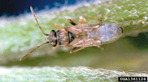 An adult false chinch bug, Nysius raphanus Howard. Photograph by University of California, University of California, Bugwood.org.