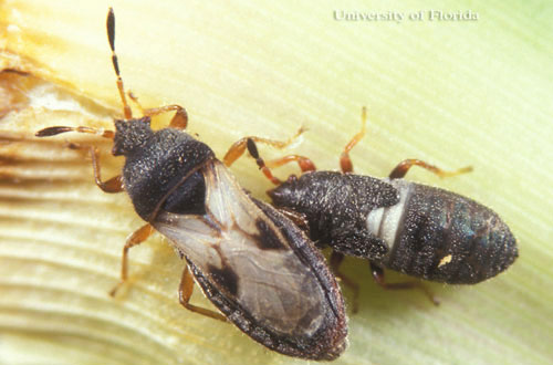 Adult and nymph stages of the false chinch bug, Nysius raphanus Howard. Photograph by Lyle J. Buss, University of Florida.