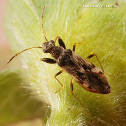 Adult pamera bug, Neopamera spp. Photograph by Lyle J. Buss, University of Florida.