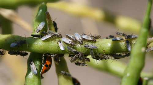 Figure 7. Aggregations of the false chinch bug, Nysius raphanus Howard, on canola seedpod. Photograph by Whitney Cranshaw (whitney.cranshaw@colostate.edu), Colorado State University, Bugwood.org.
