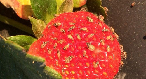 Aggregations of the false chinch bug, Nysius raphanus Howard, on strawberry. Photograph by David Curry, University of Georgia.