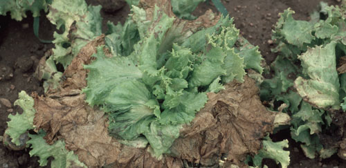 Wilting of lettuce caused by the false chinch bug, Nysius raphanus Howard. Photograph by Whitney Cranshaw, Colorado State University, Bugwood.org.