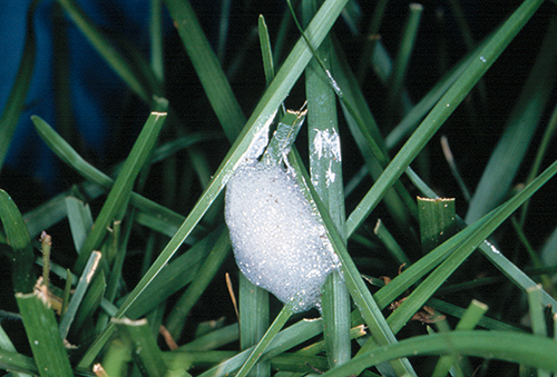 Figure 3.  Spittle mass created by the two-lined spittlebug nymph, Prosapia bicincta (Say), on turfgrass. Photograph by James Castner, University of Florida.