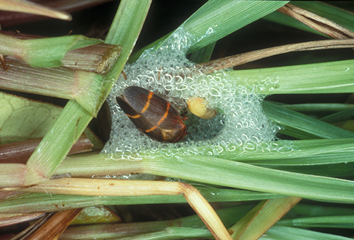 Figure 4.  Newly emerged adult and young nymph of the two-lined spittlebug, Prosapia bicincta (Say), in a spittle mass on turfgrass. Photograph by James Castner, University of Florida.
