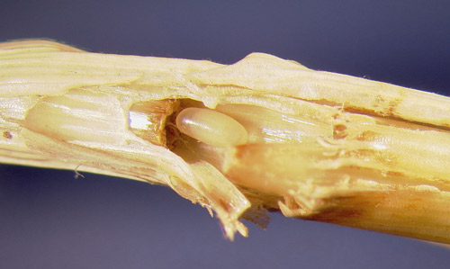 Egg of the bluegrass billbug, Sphenophorus parvulus Gyllenhal.