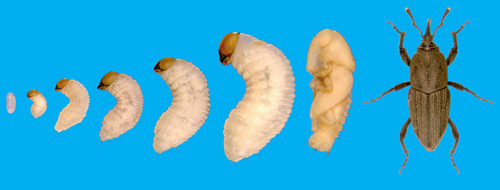 All developmental stages of the bluegrass billbug, Sphenophorus parvulus Gyllenhal. 