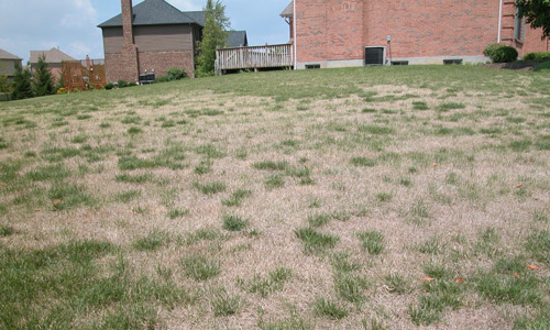 Typical damage in turfgrass caused by the bluegrass billbug, Sphenophorus parvulus Gyllenhal. 